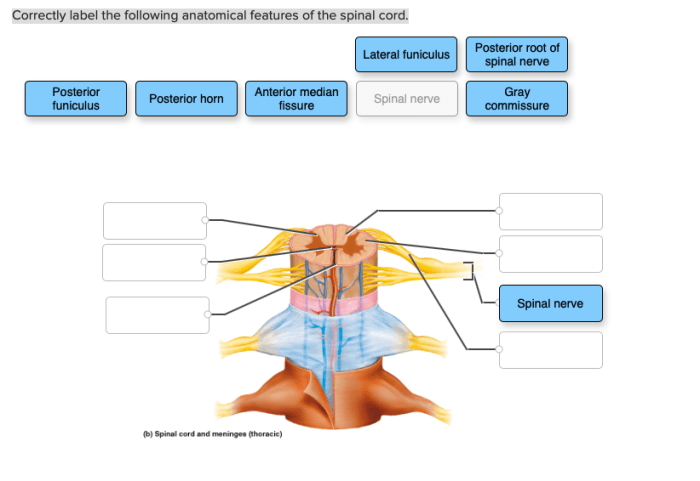 Correctly label the anatomical features of the nasal cavity