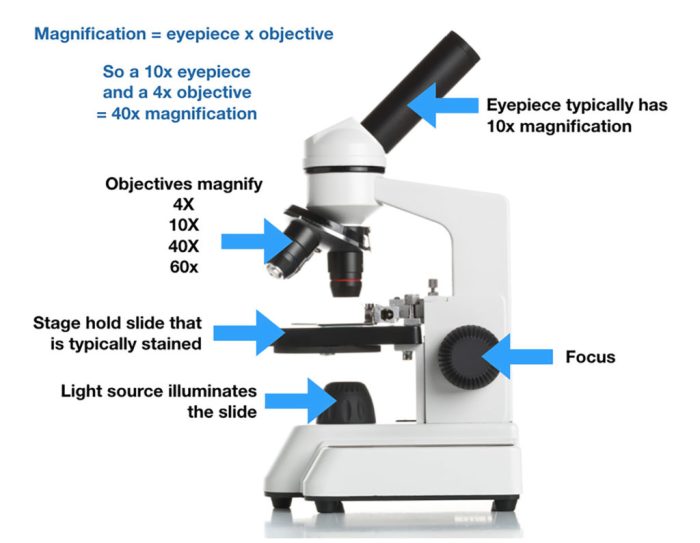 Our microscopes have three objectives. what are their powers