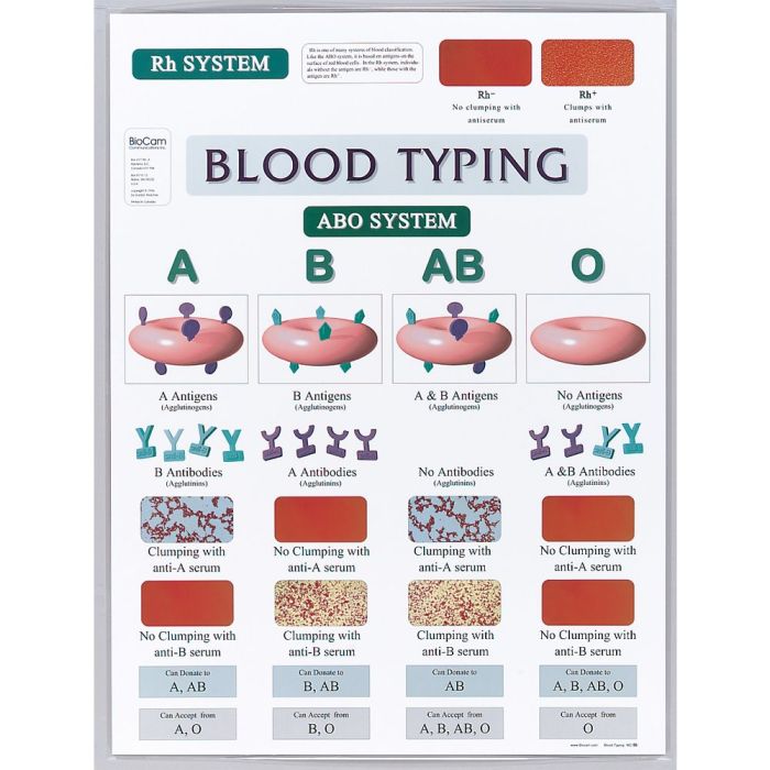 Abo rh simulated blood typing worksheet