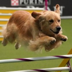 Continental kennel club dog shows