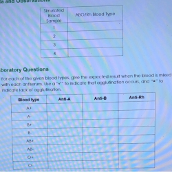 Abo rh simulated blood typing worksheet