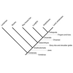 Ap biology phylogeny review worksheet