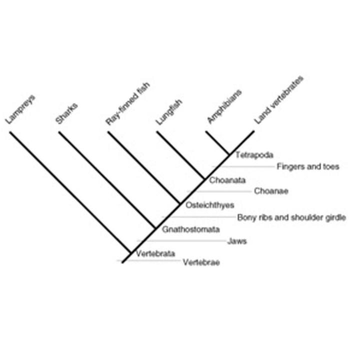 Ap biology phylogeny review worksheet