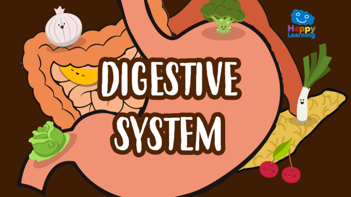 The digestive system word search answers