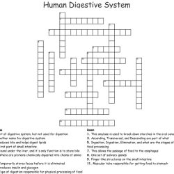 The digestive system word search answers