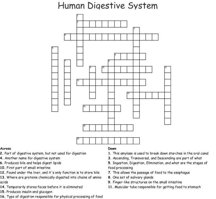 The digestive system word search answers