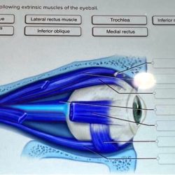 Correctly identify the following extrinsic muscles of the eyeball