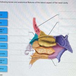 Correctly label the anatomical features of the nasal cavity