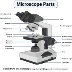 Microscope condenser lens compound parts where diagram types click lense system stop fungi
