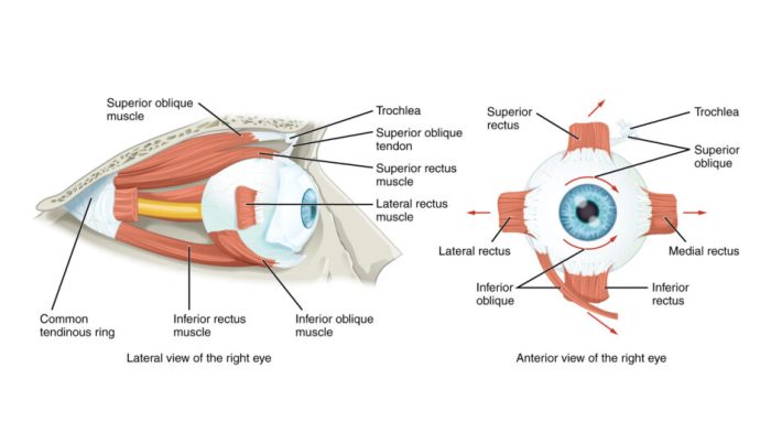 Eye muscles extrinsic six eyes yoga diy simplified scheme major